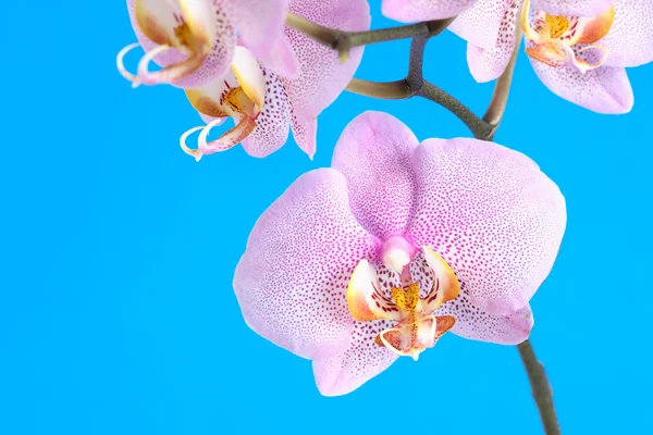 Paarse orchid op blauw — Stockfoto