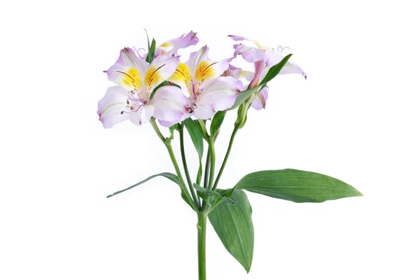 Flower On White — Stock Photo, Image
