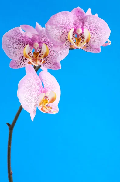 Orchidee auf blau — Stockfoto