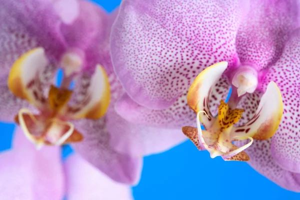Orchid Closeup — Stock Photo, Image