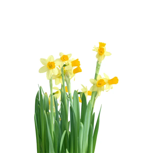 Kwiaty żonkil — Zdjęcie stockowe