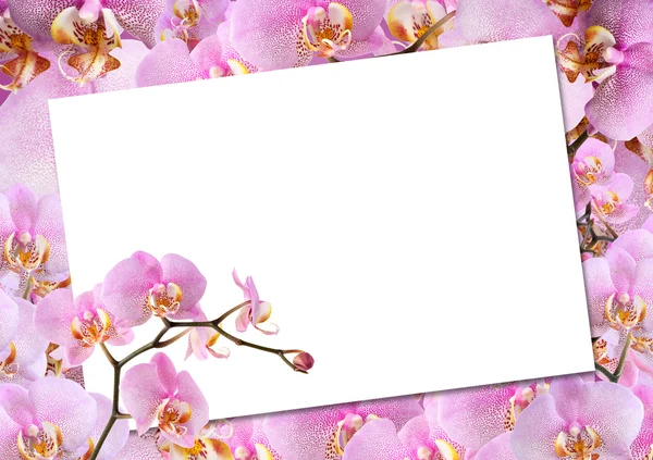 Biglietto di auguri con orchidee — Foto Stock