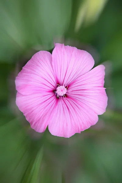 stock image Flower