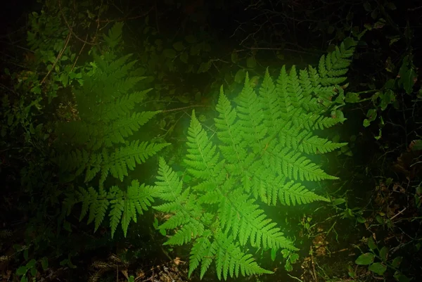 stock image Plants