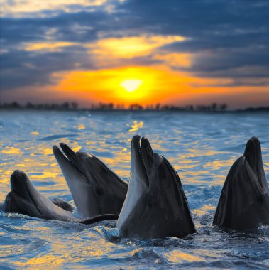 Картина, постер, плакат, фотообои "дельфины животные природа ретро", артикул 8959395
