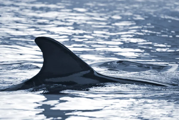 stock image Dolphins