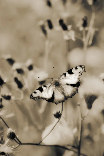 Πεταλίδα — Φωτογραφία Αρχείου