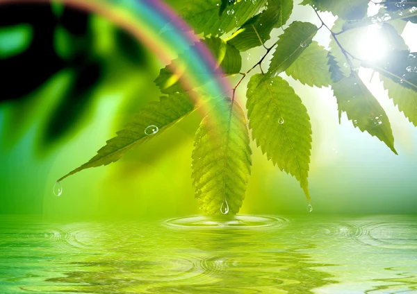 Rama verde inclinada al lago — Foto de Stock