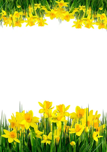 Frühlingsblumen und Gras — Stockfoto