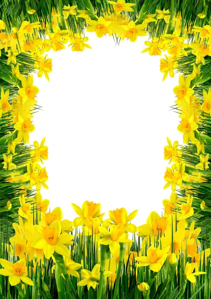 Wiosenne kwiaty i trawa — Zdjęcie stockowe