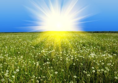 Beyaz dandelions alan