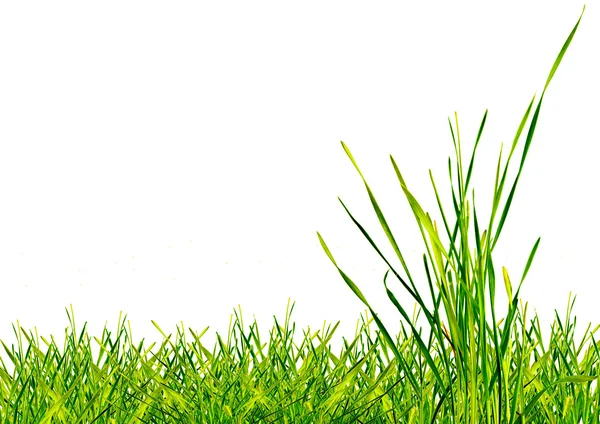 Grünes Gras — Stockfoto