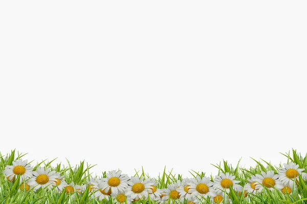 Trawa z białymi rumiankami — Zdjęcie stockowe