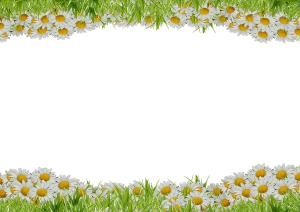 Gras mit weißen Kamillen — Stockfoto