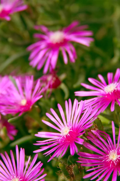 Bellissimi fiori rosa — Foto Stock