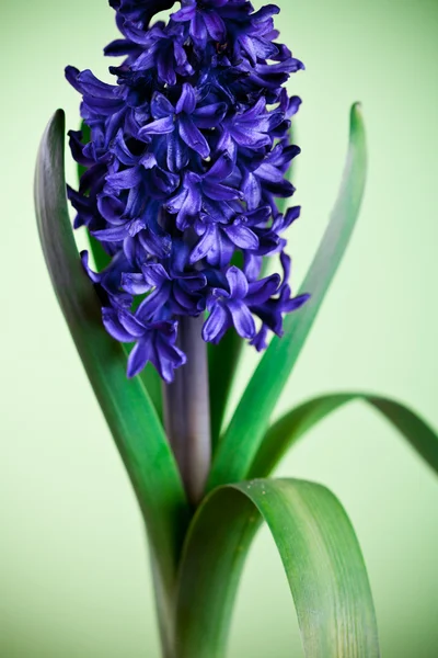 Blauwe hyacint op groen — Stockfoto
