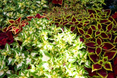 Coleus blumei