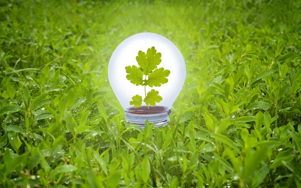 在草丛中的灯泡。绿色能源的概念. — 图库照片
