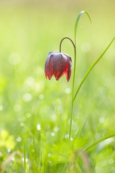 Guinea-höna blomma — Stockfoto