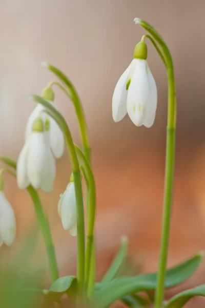Blooming snowdrops — Stock Photo, Image