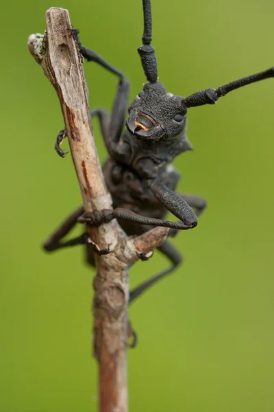 Escarabajo en la rama —  Fotos de Stock