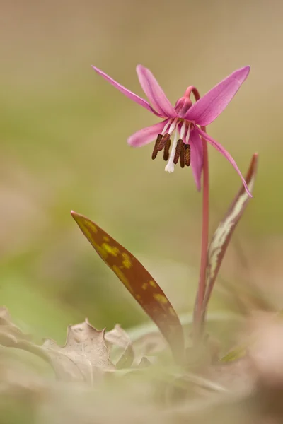 아름 다운 꽃 — 스톡 사진