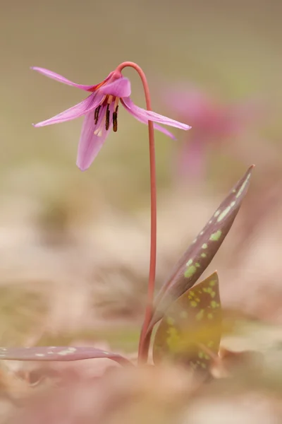 Schöne Blume — Stockfoto