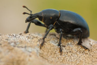 Black beetle clipart