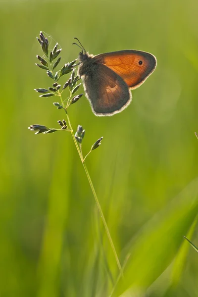 Butterfly on the fgrass — Stock Photo, Image