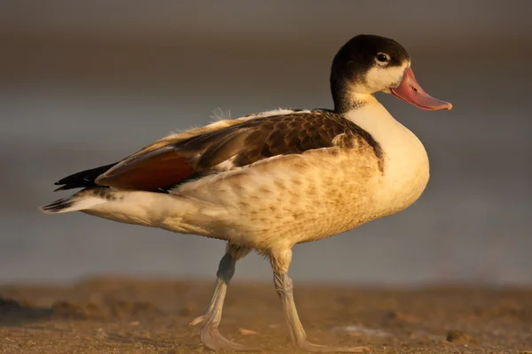 stock image Wild duck