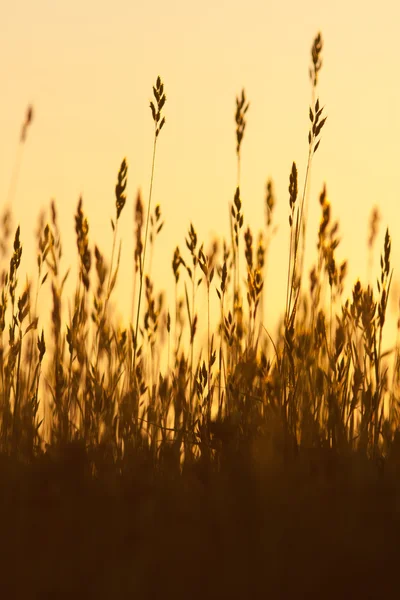 Gräs och solnedgång Royaltyfria Stockfoton