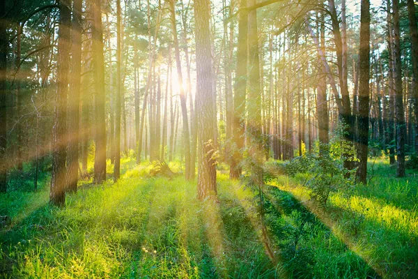 Borový les při východu slunce s teplými slunečními paprsky — Stock fotografie