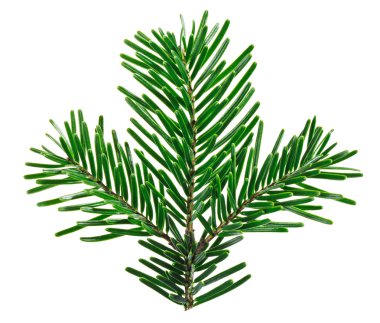 Fir tree twig isolated on white, closeup view clipart
