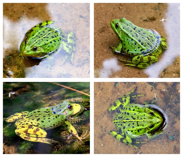 Groene Europese kikker in water — Stockfoto