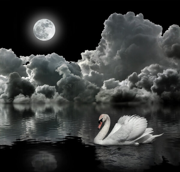 White swan at night under the moon