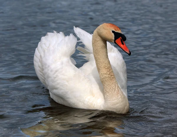 Hermoso cisne blanco en el lago — Foto de Stock