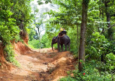Walk on an elephant in jungle, Thailand clipart