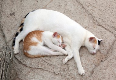 kedi ve yavru kedi tatlı uyku olduğunu