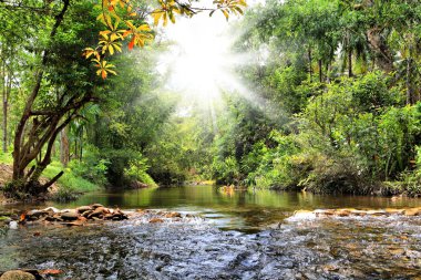 River in jungle, Thailand clipart