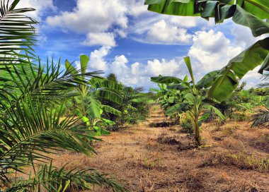 muz plantation, Tayland