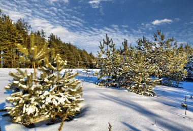 Güneş kış günü Wood, Beyaz Rusya