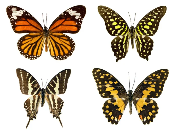 Motyle na białym tle na białym tle — Zdjęcie stockowe