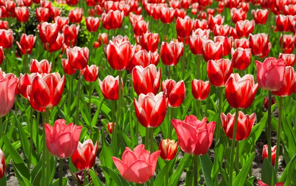 stock image Many red tulips in a sunny day