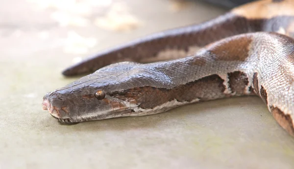 蟒蛇蛇蟒蛇 — 图库照片