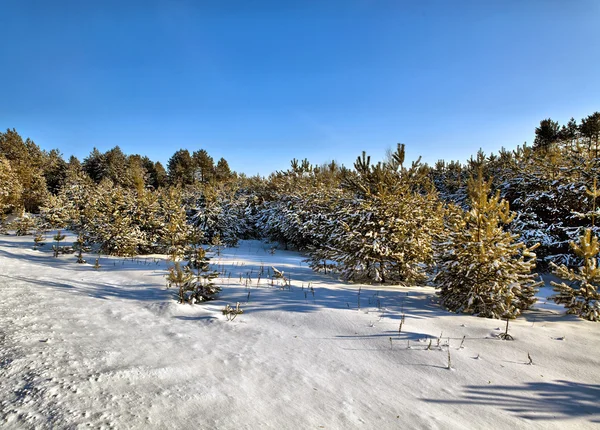 太阳能冬天天在木头，白俄罗斯 — 图库照片