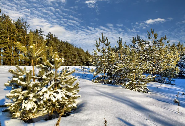 Сонячна зимовий день з дерева, Білорусь — стокове фото