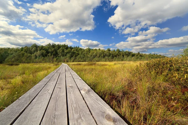 Camino de madera a través de un pantano, Bielorrusia —  Fotos de Stock