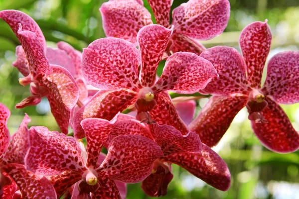 Orquídeas florecientes en un jardín de primavera —  Fotos de Stock