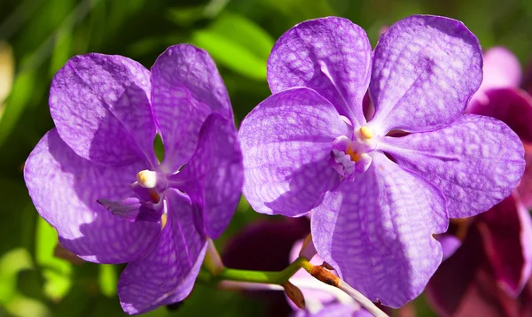 Bloeiende orchideeën in een lentetuin — Stockfoto