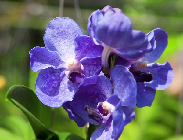 Orquídeas florecientes en un jardín de primavera — Foto de Stock